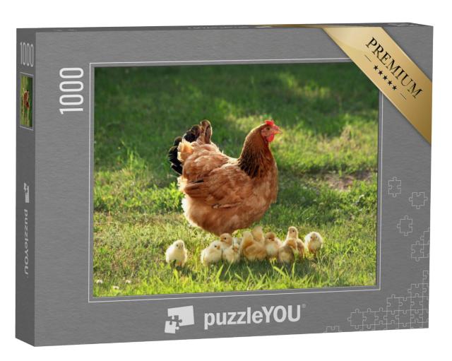 Puzzel 1000 stukjes „Moeder kip met kuikens op een groene weide“