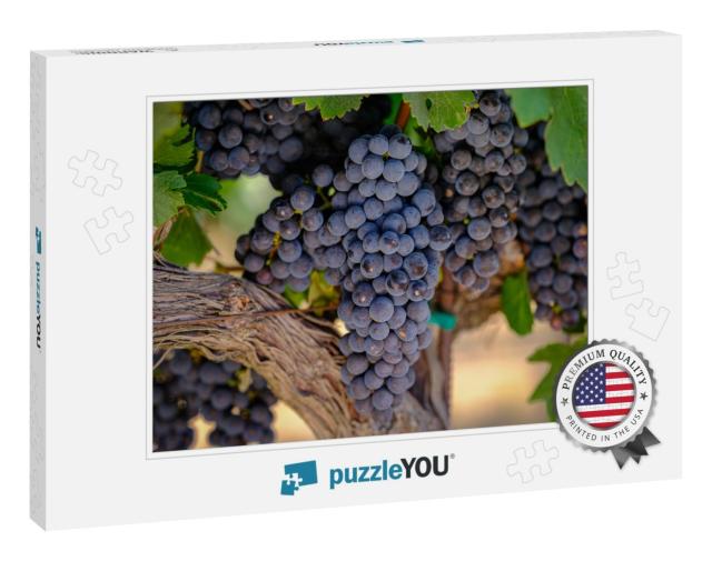 A Bunch of Red Grapes on the Vine Growing for the Wine In... Jigsaw Puzzle