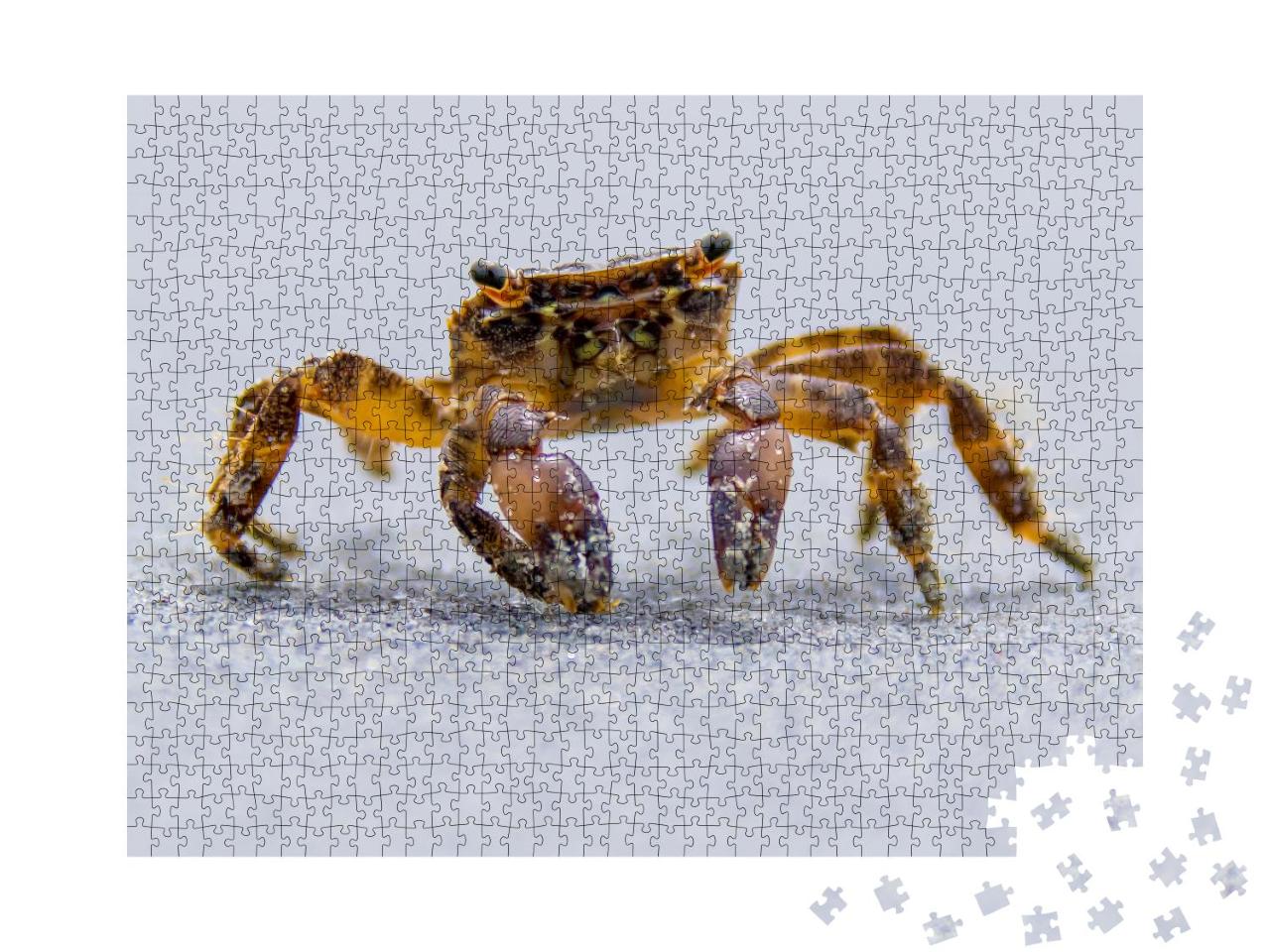 Puzzle 1000 Teile „Strandkrabbe beim Spaziergang am Meer“