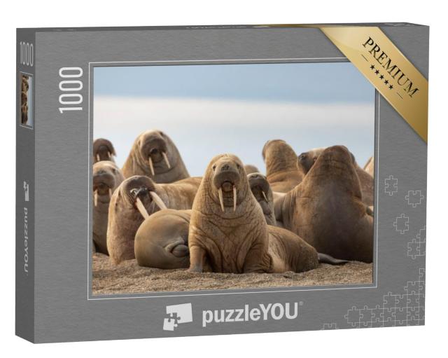 Puzzel 1000 stukjes „Een groep walrussen op het zandstrand“