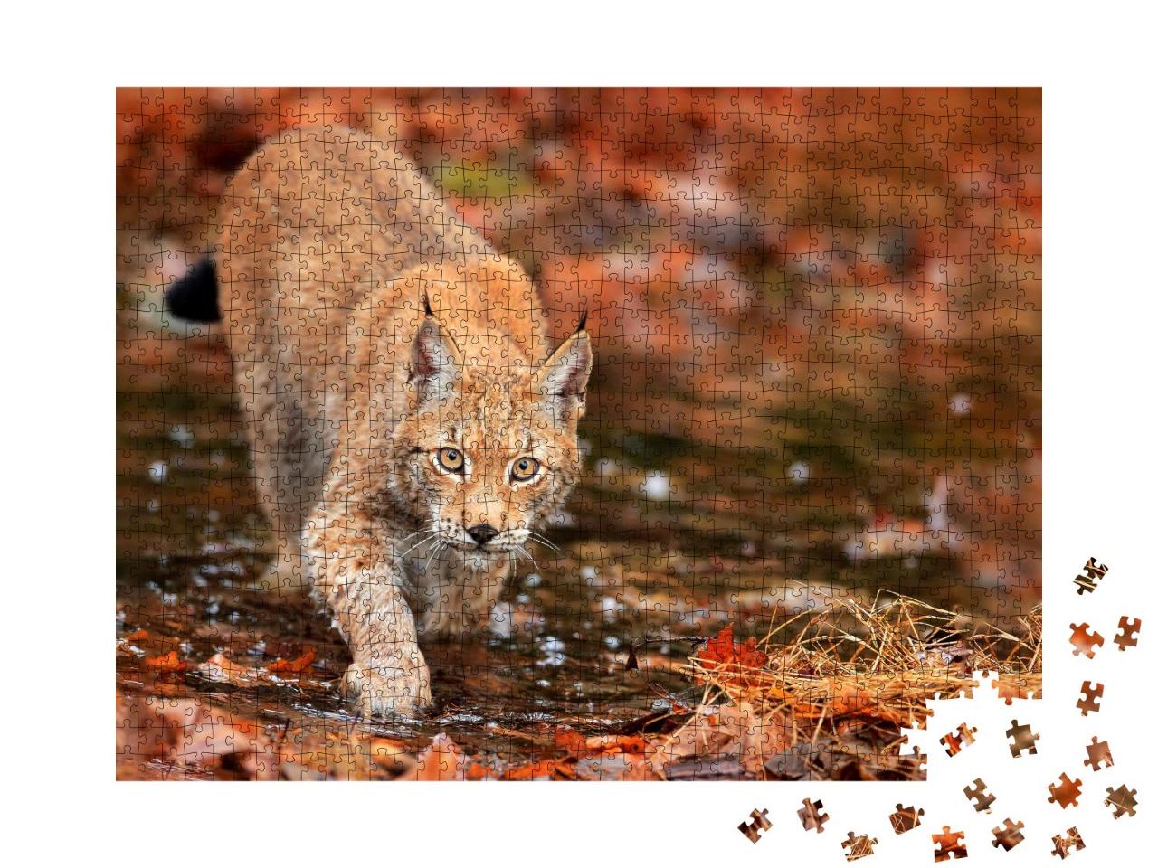 Puzzle 1000 Teile „Luchs auf der Jagd im Herbstwald“