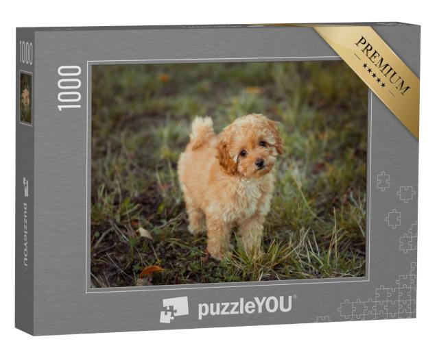 Puzzel 1000 stukjes „Kleine bruine poedel pup“