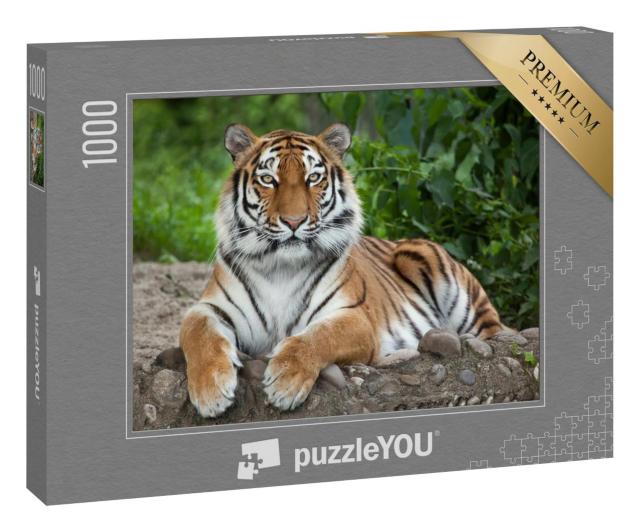 Puzzle 1000 Teile „Sibirischer Tiger, auch bekannt als Amur-Tiger“