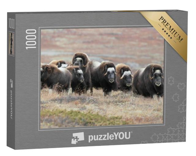 Puzzel 1000 stukjes „Een kudde muskusossen in Nationaal Park Dovrefjell, Noorwegen“