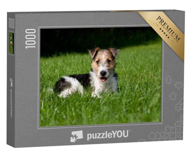 Puzzel 1000 stukjes „Draadharige fox terrier puppy in het gras“