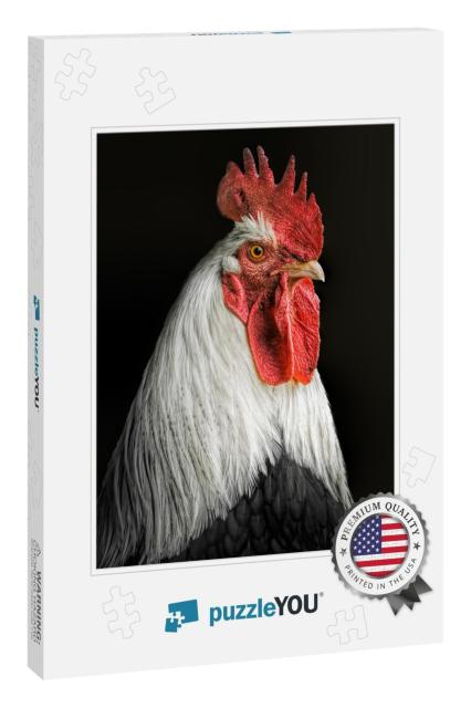 Portrait of a Rooster with a Black Background... Jigsaw Puzzle