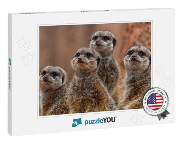 A Group of Cute Meerkats... Jigsaw Puzzle