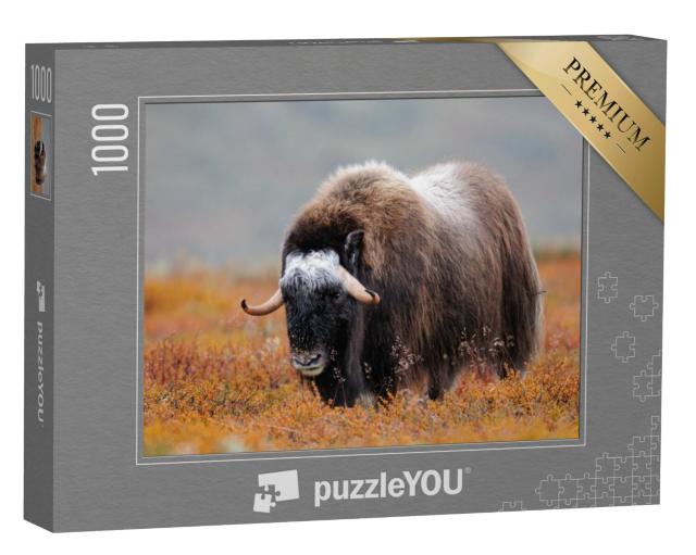 Puzzel 1000 stukjes „Muskusos in een herfstlandschap, Dovrefjell, Noorwegen“