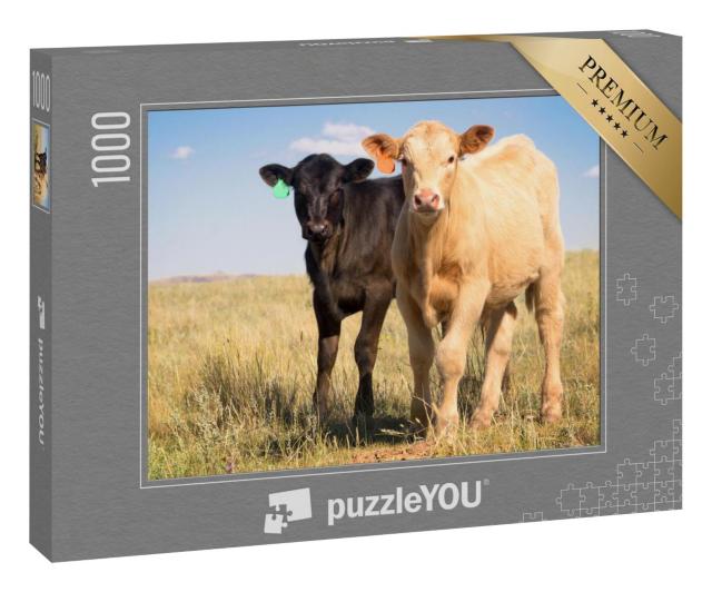 Puzzle 1000 Teile „Palomino-Charolais-Kreuzungskalb und schwarzes Angus-Kalb auf der Weide“