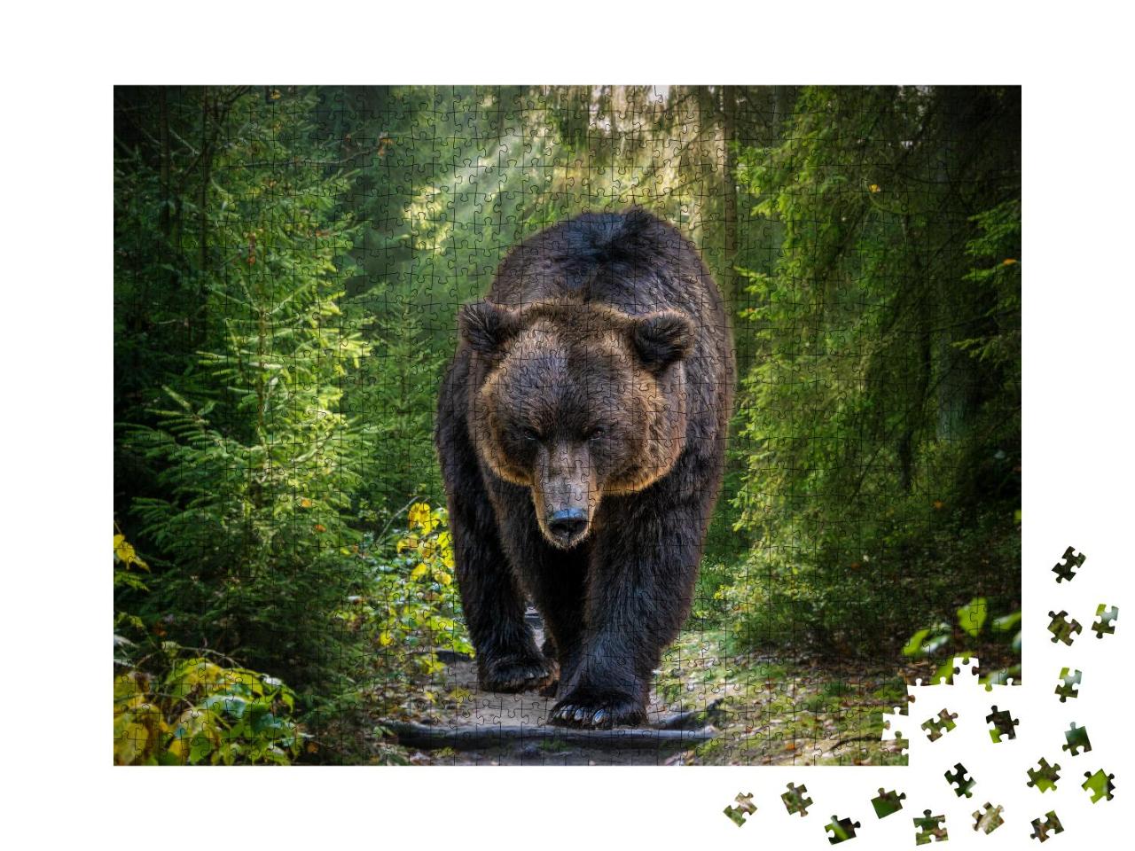 Puzzle 1000 Teile „Nahaufnahme: Kamtschatka-Braunbär oder Ursus arctos piscator“