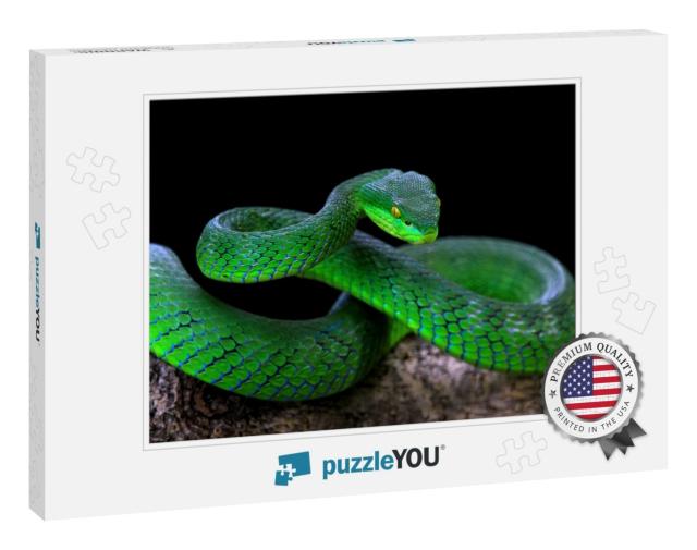 Green Albolaris Snake Front View with Black Background, A... Jigsaw Puzzle