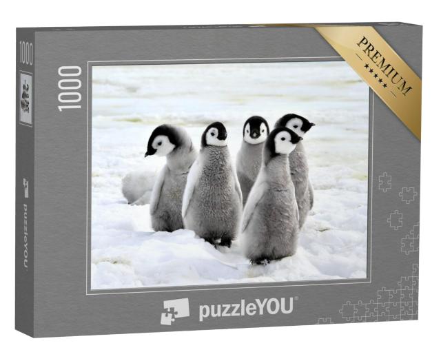 Puzzel 1000 stukjes „Keizerspinguïn kuikens in de sneeuw, Antarctica“