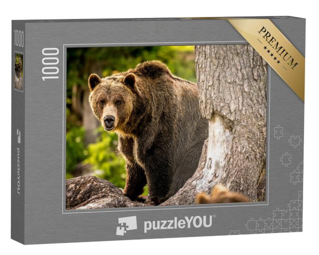 Puzzel 1000 stukjes „Volwassen grizzlybeer rent door het bos“