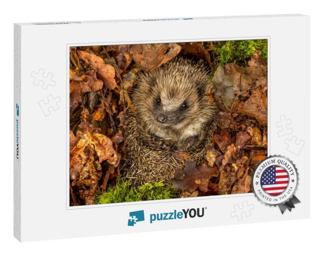Hedgehog, Wild, Native, European Hedgehog in Natural Wood... Jigsaw Puzzle