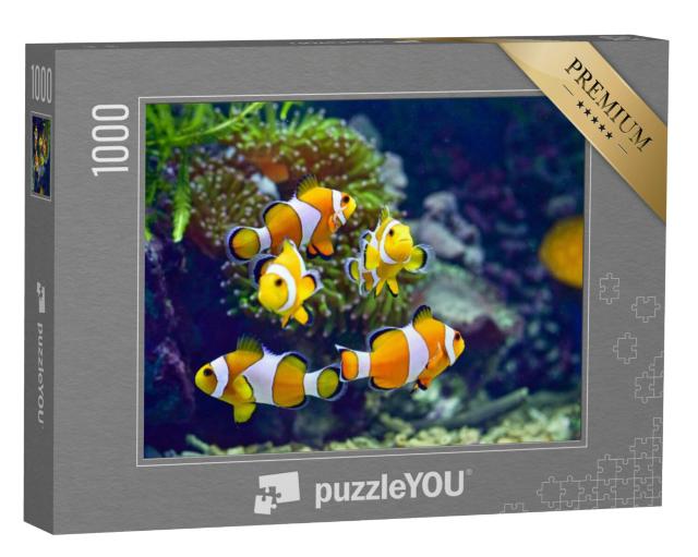 Puzzel 1000 stukjes „Clownvis“