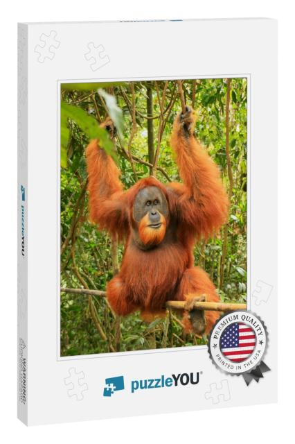 Male Sumatran Orangutan Pongo Abelii Sitting on a Bamboo... Jigsaw Puzzle