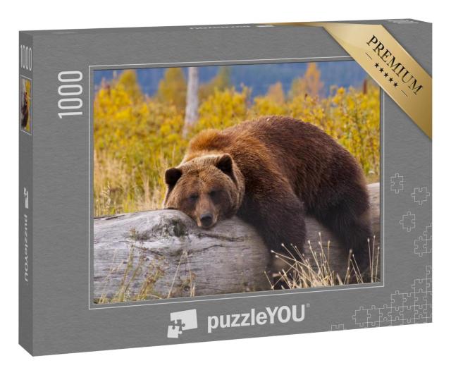 Puzzle 100 Teile „Grizzlybär, Alaska“