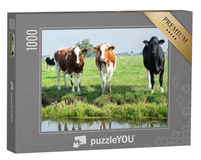 Puzzel 1000 stukjes „Koeien in een weiland bij Woerden in de provincie Utrecht“