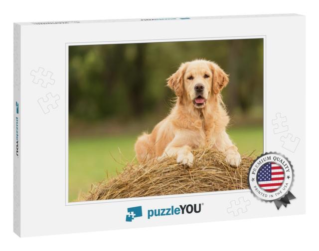 Beauty Golden Retriever Dog Relax on the Hay Bale... Jigsaw Puzzle