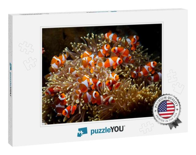 Cute Anemone Fish Playing on the Coral Reef, Beautiful Co... Jigsaw Puzzle