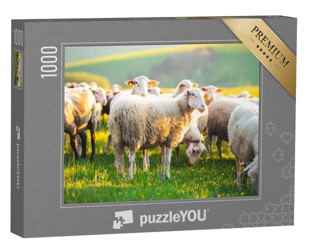 Puzzel 1000 stukjes „Schapen in een weiland bij zonsondergang“