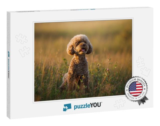 Miniature Chocolate Poodle on the Grass. Pet in Nature. C... Jigsaw Puzzle