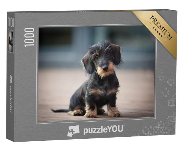 Puzzel 1000 stukjes „Schattige ruwharige dwerg teckel puppy“