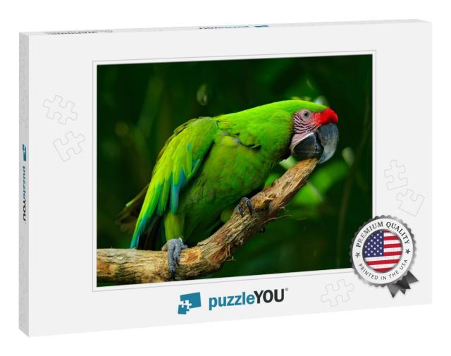 Green Parrot Great-Green Macaw, Ara Ambigua. Wild Rare Bi... Jigsaw Puzzle