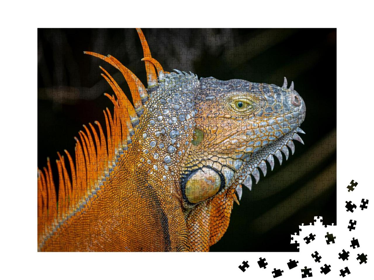 Puzzle 1000 Teile „Orangefarbene Morphe eines ausgewachsenen Grünen Leguans“