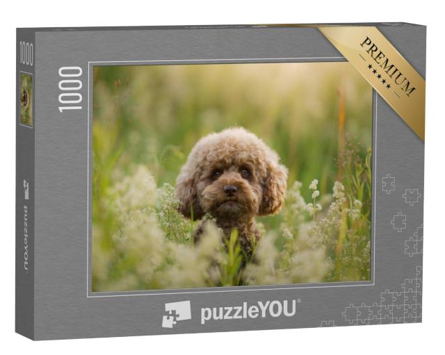 Puzzel 1000 stukjes „Dwergpoedel in een zomerweide“