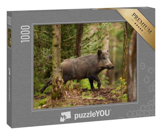 Puzzle „Wildschwein in den Wäldern der Tschechischen Republik“