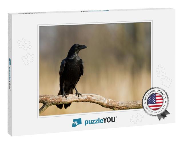 Birds - Common Raven Corvus Corax... Jigsaw Puzzle