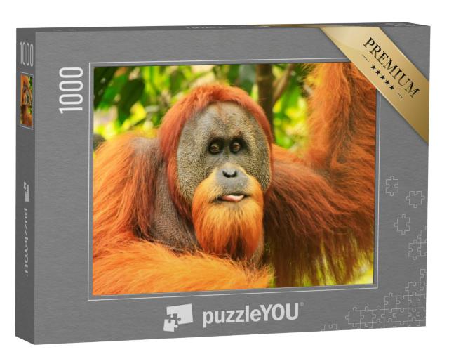 Puzzel 1000 stukjes „Portret van een mannelijke Sumatraanse orang-oetan“