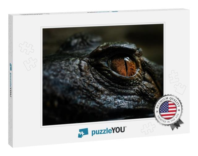 Cuviers Smooth-Fronted Caiman - Paleosuchus Palpebrosus... Jigsaw Puzzle