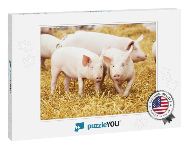 Two Young Piglet on Hay & Straw At Pig Breeding Farm... Jigsaw Puzzle