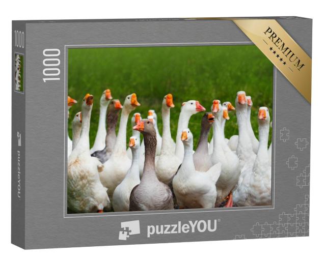 Puzzel 1000 stukjes „Kudde kakelende ganzen“