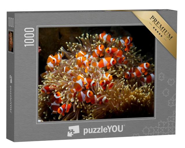 Puzzel 1000 stukjes „Schattige anemoonvisjes spelen op het koraalrif“