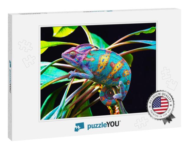 Yemen Chameleon Isolated on Black Large Background. Lizar... Jigsaw Puzzle