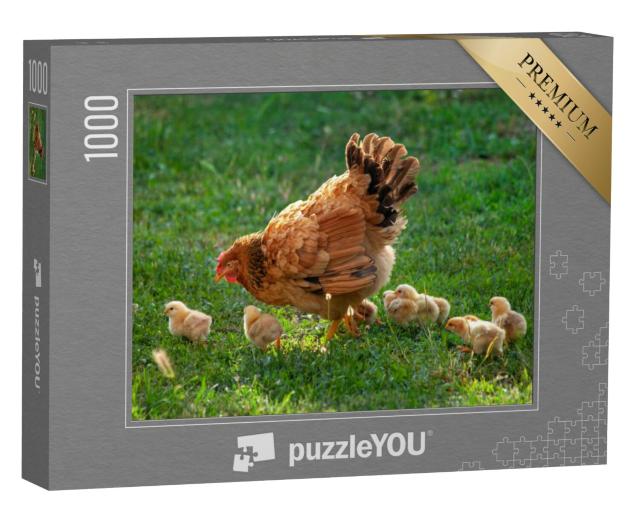 Puzzel 1000 stukjes „Moeder kip loopt met haar kuikens“