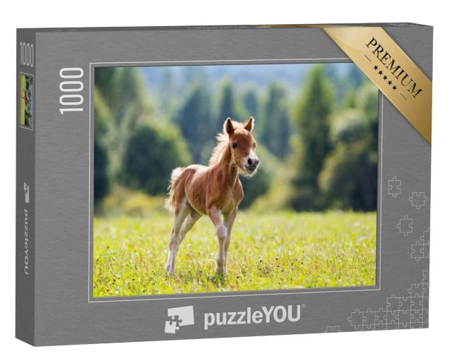 Puzzel 1000 stukjes „Falabella minipony“