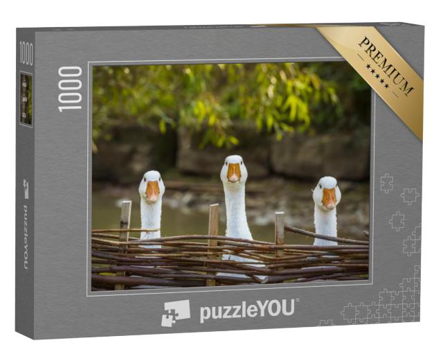 Puzzel 1000 stukjes „Drie nieuwsgierige ganzen“