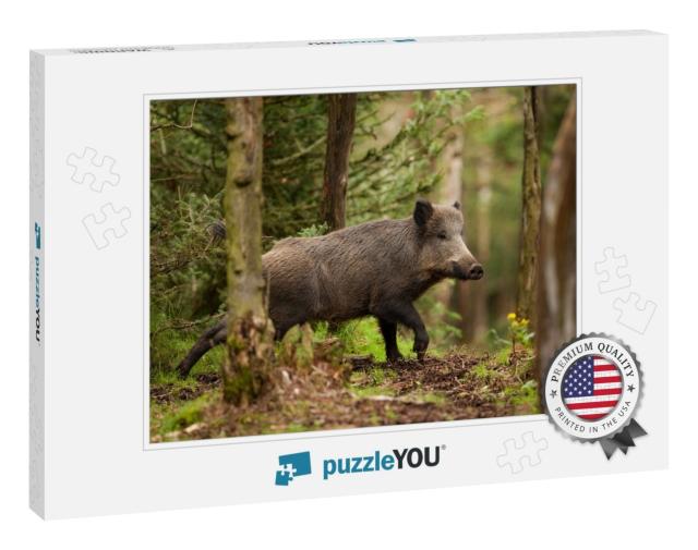Wild Boar, Sus Scrofa, Czech Republic... Jigsaw Puzzle