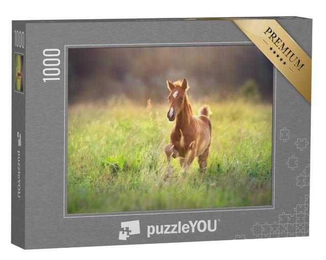 Puzzel 1000 stukjes „Veulen galoppeert door de wei“