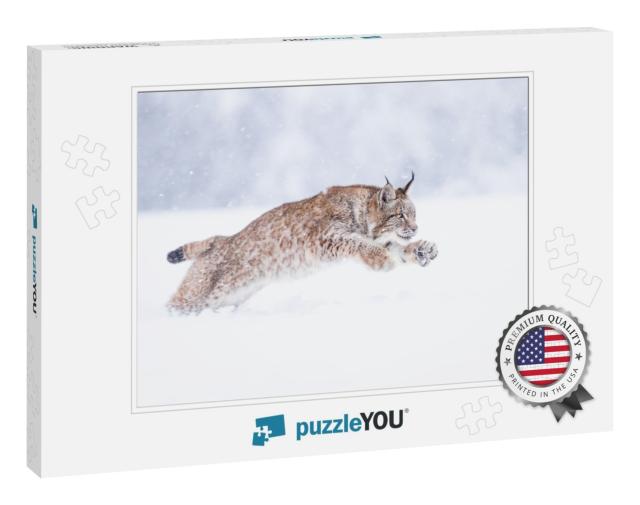 Young Eurasian Lynx on Snow. Amazing Animal, Running Free... Jigsaw Puzzle