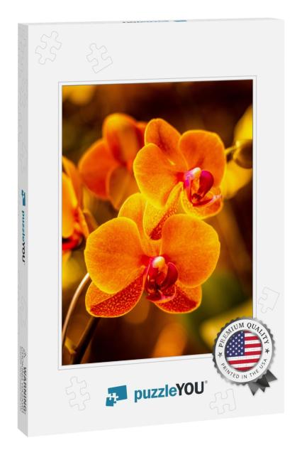 Beautiful Orange Orchid Flower. Branch of Blooming Orchid... Jigsaw Puzzle