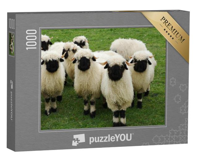 Puzzel 1000 stukjes „Een kudde witte schapen met zwarte koppen, Walliser Blacknose“