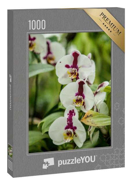 Puzzle 1000 Teile „Eine blühende Orchidee der Gattung Phalaenopsis“