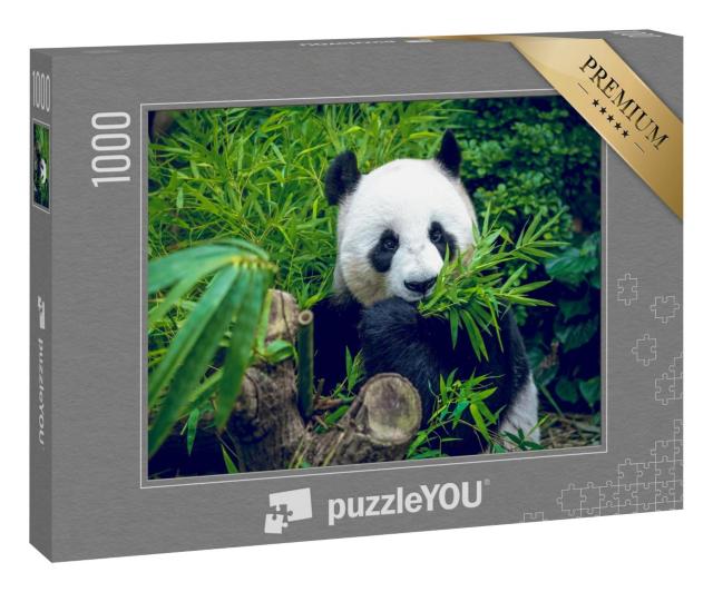 Puzzle 1000 Teile „Hungriger Riesenpandabär bei seiner Bambus-Mahlzeit“
