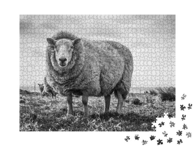 Puzzle 1000 Teile „Nahaufnahme eines Schafs auf einem Feld, Irland“