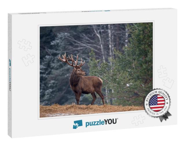 Great Adult Noble Red Deer with Big Horns, Beautifully Tu... Jigsaw Puzzle